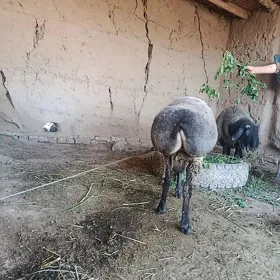 Goçlar we serke