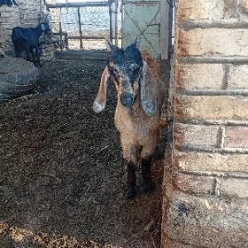 Arginap pakistan owlaklary