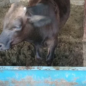 göle öküz