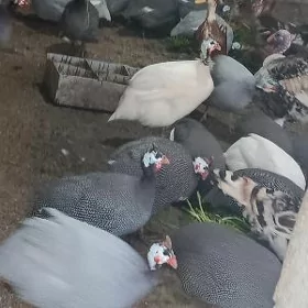 Sisarkañ yumurtgasy