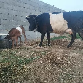 goleli sigir