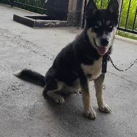 Gujuk Haski/Malamut