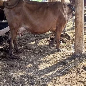 öjekli sygyr