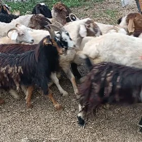 dog erkec issek