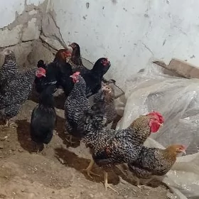 Towuklar