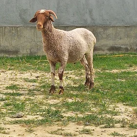 Merenos öweç