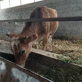 tüwe