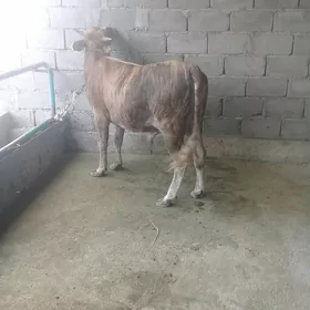 okuzce
