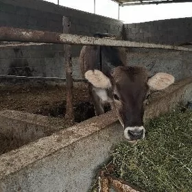 tüwe