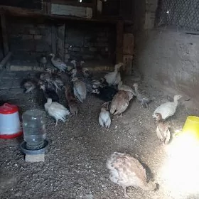 İnduk juje