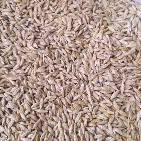 Arpa arassa
