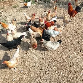towuklar