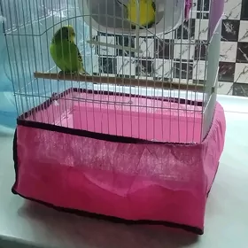 papugaÿ guş