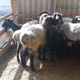 IŞŞEK
