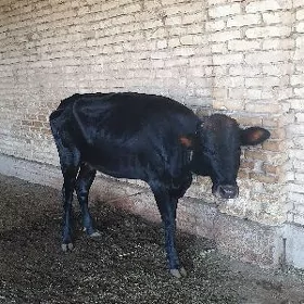 Sygyr gulajyn