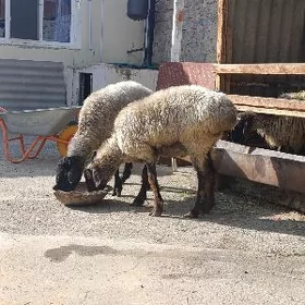 IŞŞEK