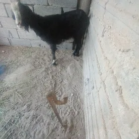 Geci