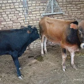 okuzler