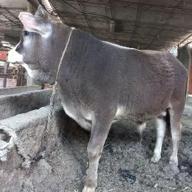 okuz