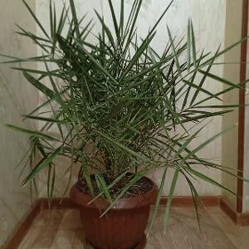 Финиковая пальма , берёзка