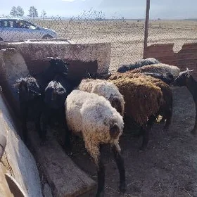 goyun,geçi,dog,işşek