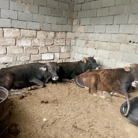 3 öküz