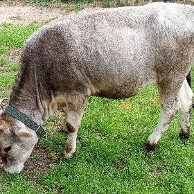 tüwe