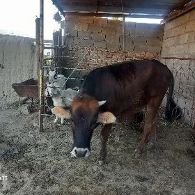 Góleli sygyr