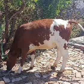 Mal
