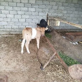 goleli sygyr