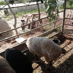 toklular