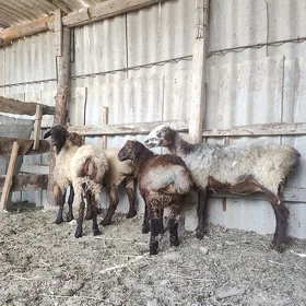 goýun Işşek