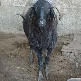 Goc garkoli