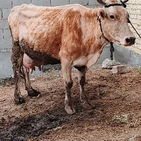 Göleli sygyr