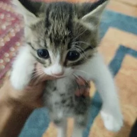 pişik