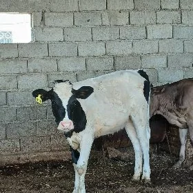 GALYŞDEŸIN TÜWE