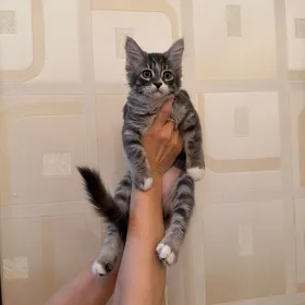 котенок