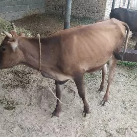 Sygyr
