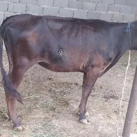 Tüwe