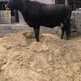 Sygyr