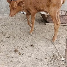ÖKÜZ GBRİT TOHUM