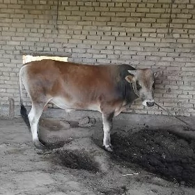Öküz bakylan
