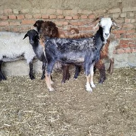 geci