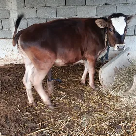 Tüwe