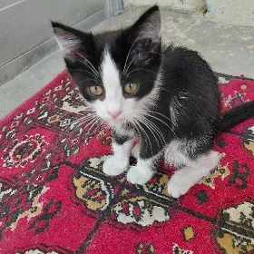 котёнок