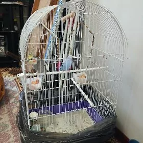 попугаи