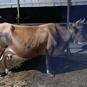 Goleli we bogaz sygyrlar