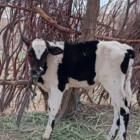 Galişteýin göle