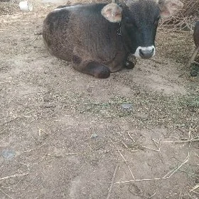 okuzce
