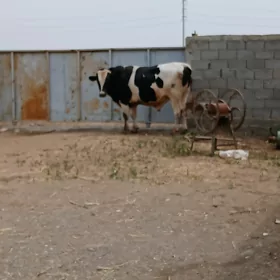 öküz